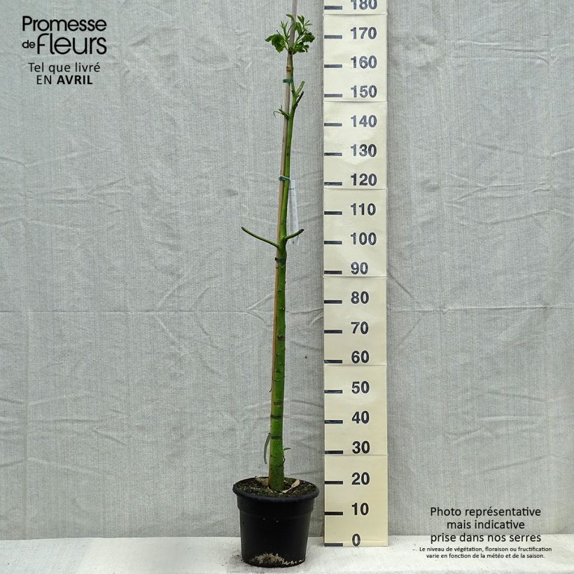 Example of Ceiba speciosa - Florettseidenbaum Topf mit 7,5L/10L as you get in printemps