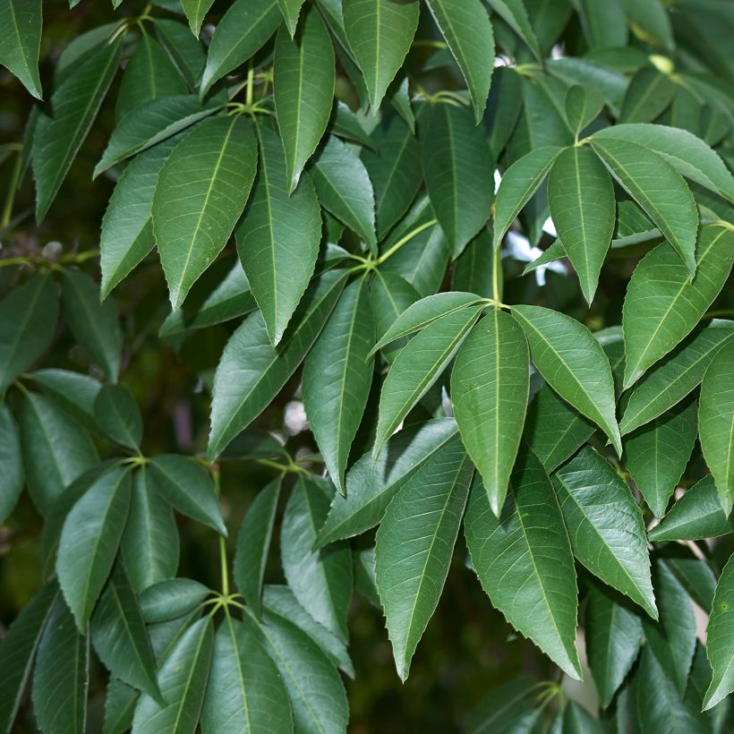 Ceiba speciosa - Florettseidenbaum (Foliage)