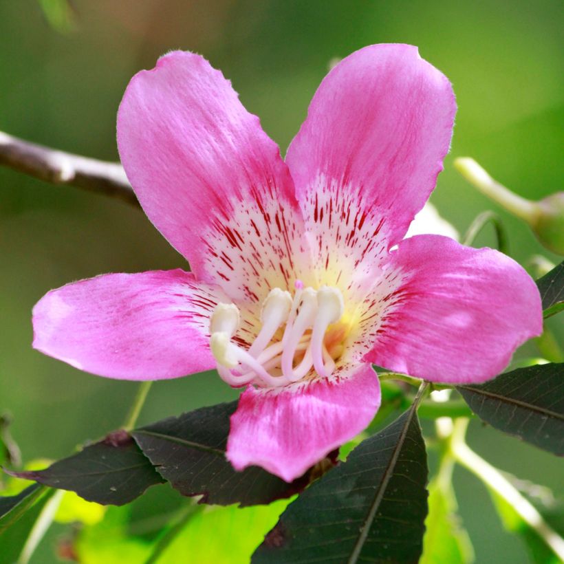 Ceiba speciosa - Florettseidenbaum (Flowering)