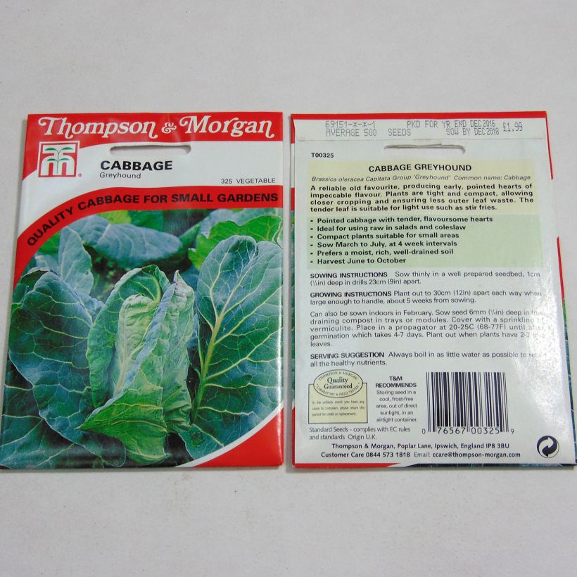 Beispiel eines Exemplars von Spitzkohl Greyhound die Tüte mit 500 Samen ungefähr wie geliefert