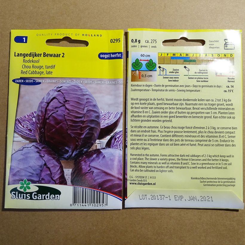 Beispiel eines Exemplars von Rotkohl Langedijker Bewaar 2 die Tüte mit 275 Samen ungefähr wie geliefert