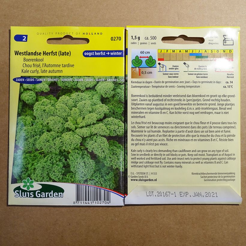 Beispiel eines Exemplars von Grünkohl acephala sabellica die Tüte mit 500 Samen ungefähr (1g) wie geliefert