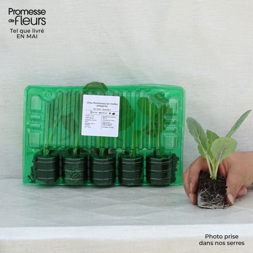 Example of Romanesco-Kohl Romanesco Wurzelballen 4 cm x 4,5 cm as you get in printemps