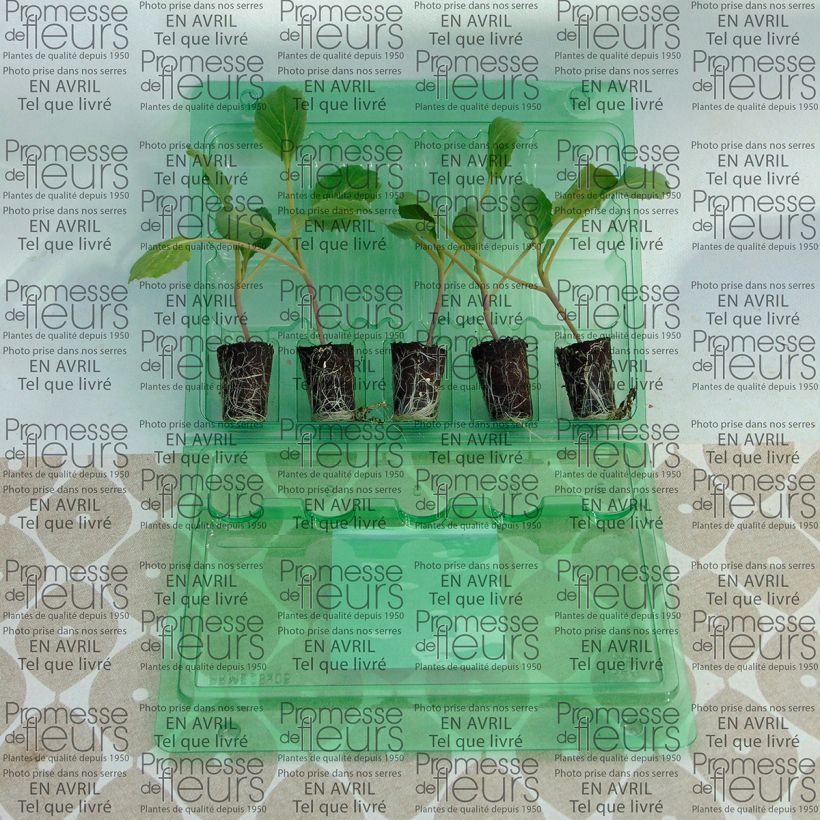 Example of Kopfkohl Tête de Pierre F1 (Pflanzen) Mini-Plug Ø 3/4 cm as you get