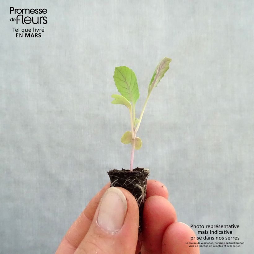 Example of Spitzkohl Chana F1 Bio Mini-Plug Ø 1,5/2,5 cm as you get in printemps