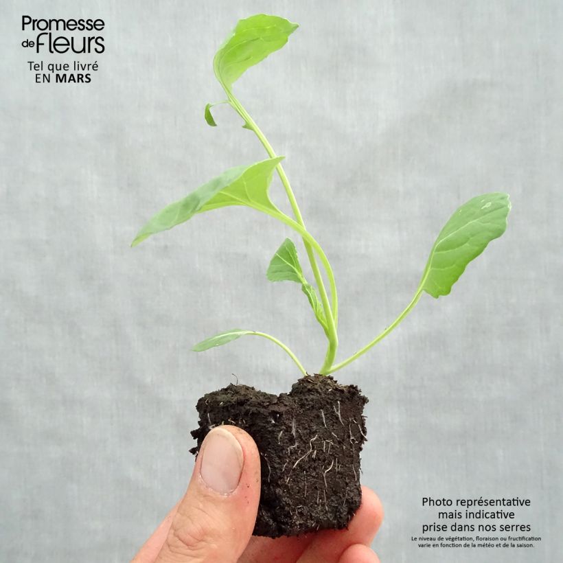 Example of Rosenkohl Bright F1 (Pflanzen) Wurzelballen 4 cm x 4,5 cm as you get in printemps