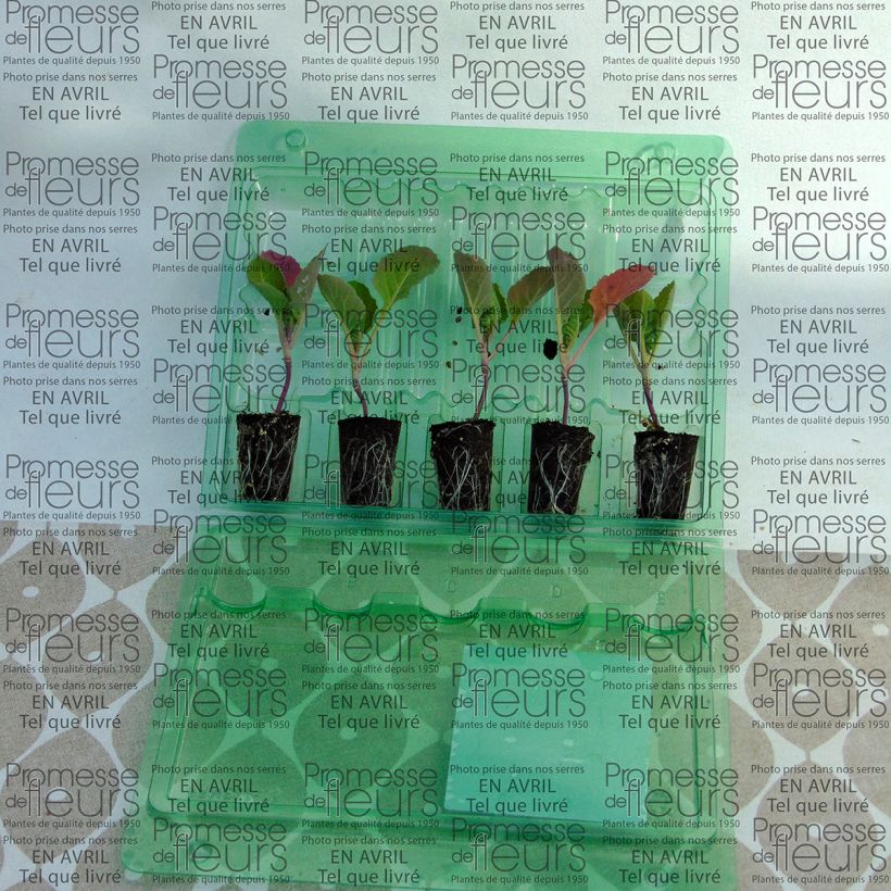 Example of Rosenkohl Bright F1 (Pflanzen) Mini-Plug Ø 3/4 cm as you get