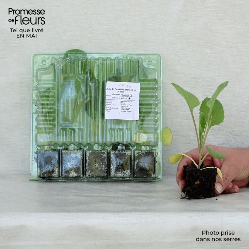 Exemplar von Rosenkohl Bronson Wurzelballen 4 cm x 4,5 cm wie im Frühjahr geliefert