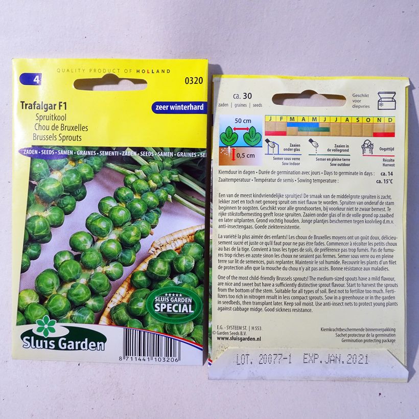 Beispiel eines Exemplars von Rosenkohl Trafalgar F1 die Tüte mit 30 Samen ungefähr wie geliefert