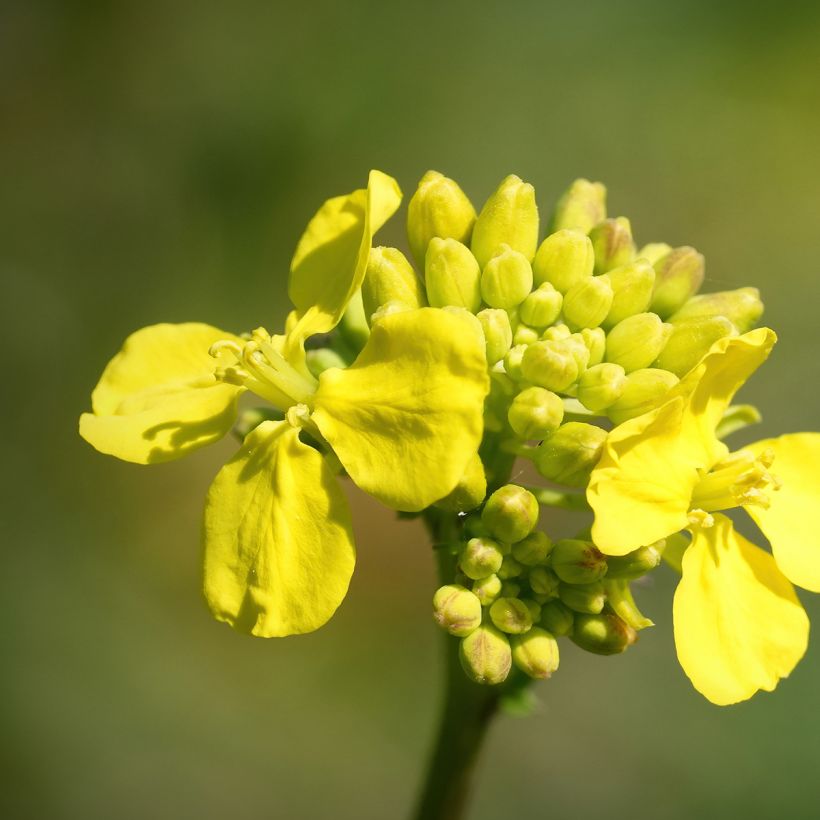 China-Kohl Tsoi Sim Choy Sum (Blüte)
