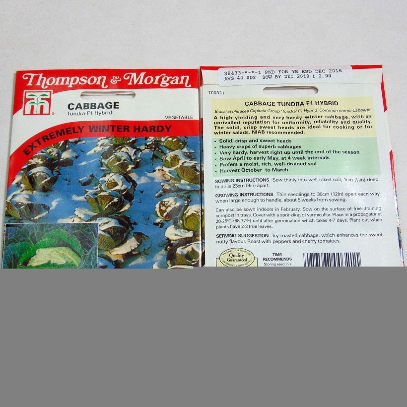 Beispiel eines Exemplars von Wirsing Tundra F1 die Tüte mit 40 Samen ungefähr wie geliefert