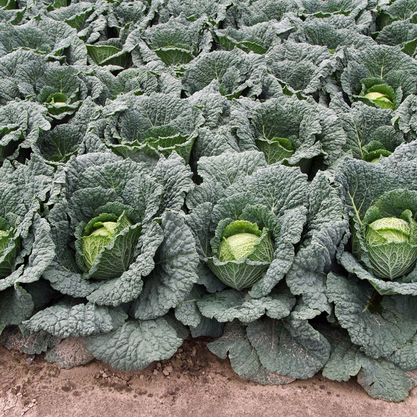 Wirsing d'Aubervilliers (Plant habit)