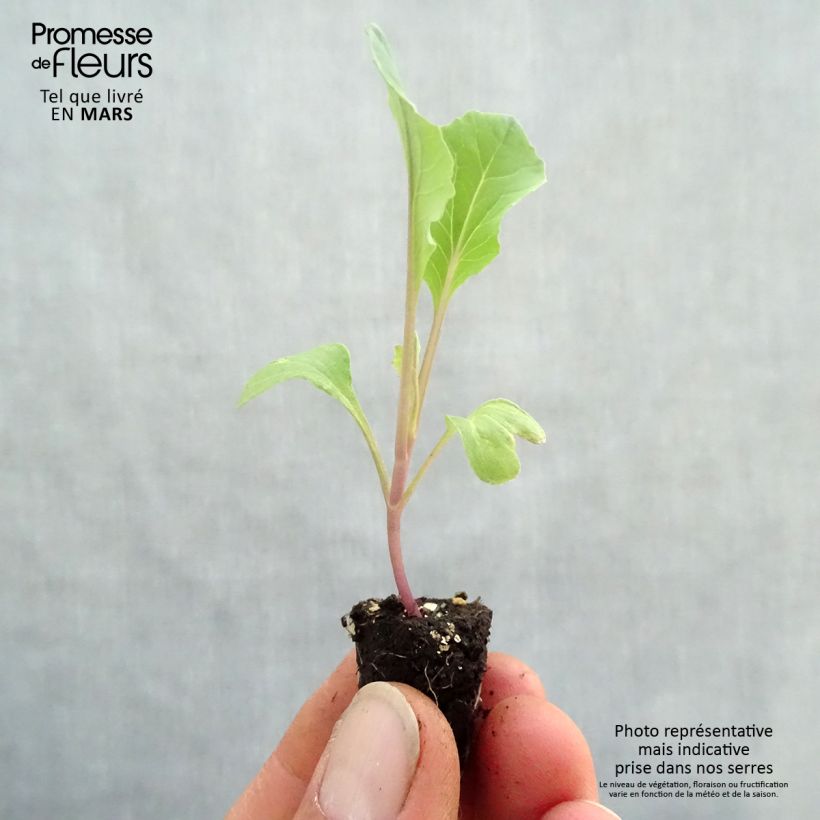 Exemplar von Blumenkohl Thabor Bio Mini-Plug Ø 1,5/2,5 cm wie im Frühjahr geliefert