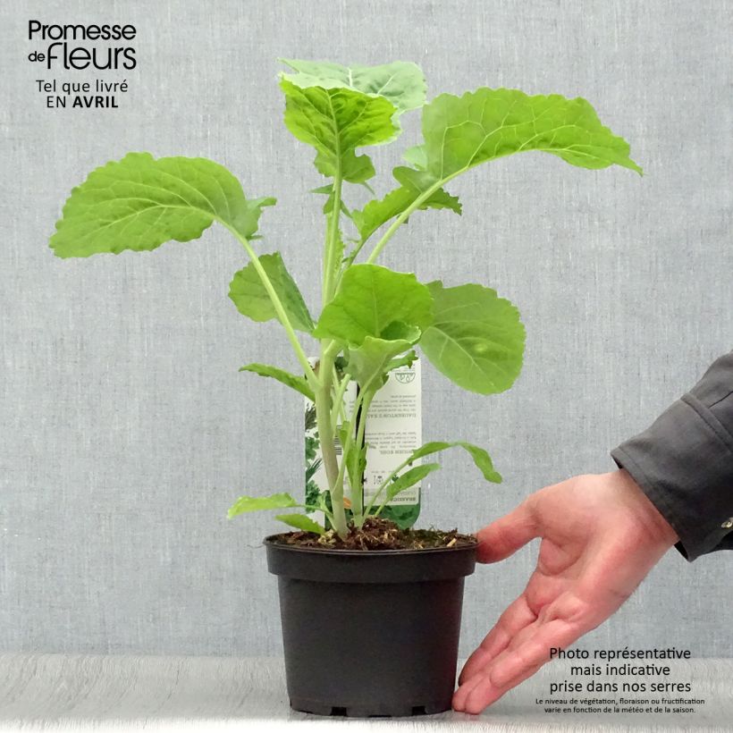 Example of Baumkohl ramosa Daubenton Topf mit 1,5L/2L as you get in printemps