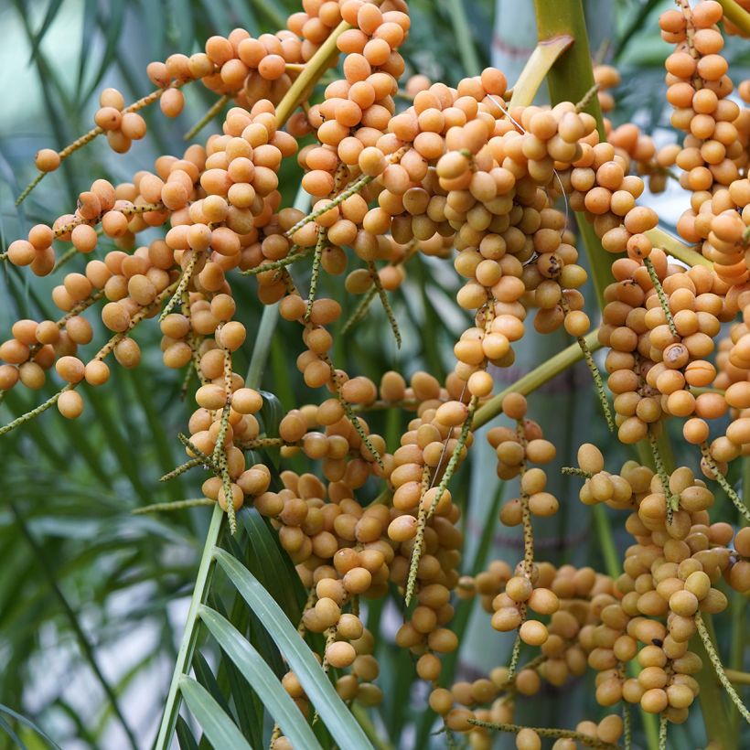 Chrysalidocarpus lutescens - Goldfruchtpalme (Harvest)