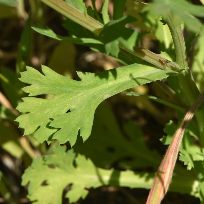 Chrysanthemum segetum - Saat-Wucherblume (Laub)
