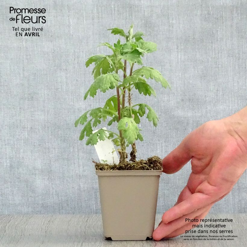 Example of Chrysanthemum indicum Cedie Mason - Chrysantheme Kleine Töpfe von 8/9 cm as you get in printemps