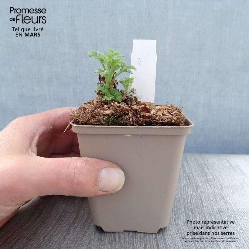 Exemplar von Chrysanthemum Goldmarianne - Herbst-Chrysantheme Kleine Töpfe von 8/9 cm wie im Frühjahr geliefert