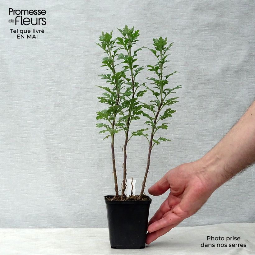 Example of Chrysanthemum indicum Julia - Chrysantheme Kleine Töpfe von 8/9 cm as you get in printemps