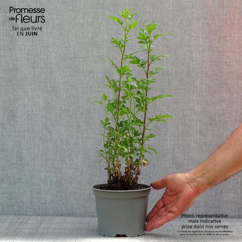 Example of Chrysanthemum indicum Julia - Chrysantheme Topf mit 2L/3L as you get in printemps