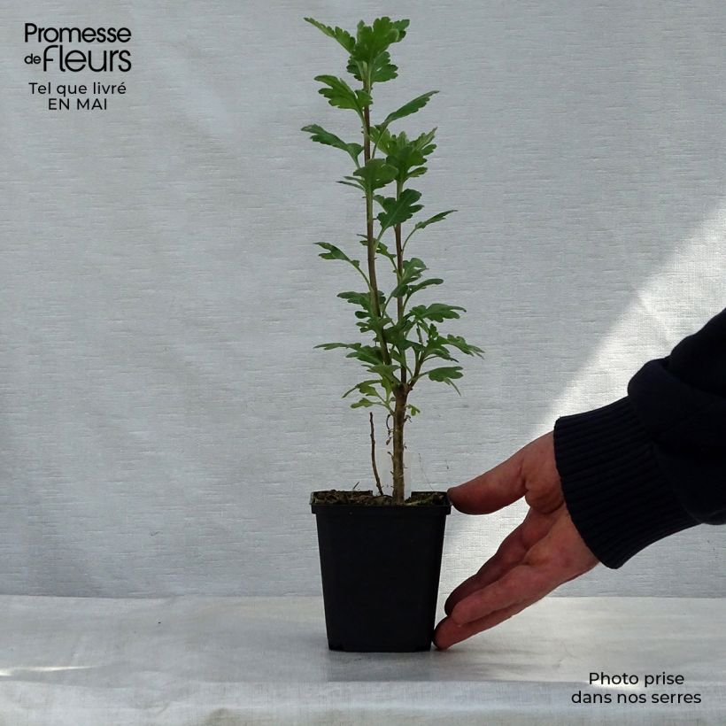 Example of Chrysanthemum indicum Poesie - Chrysantheme Kleine Töpfe von 8/9 cm as you get in printemps