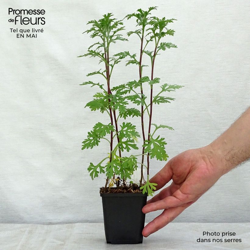 Exemplar von Chrysanthemum rubellum Clara Curtis - Herbst-Chrysantheme Kleine Töpfe von 8/9 cm wie im Frühjahr geliefert