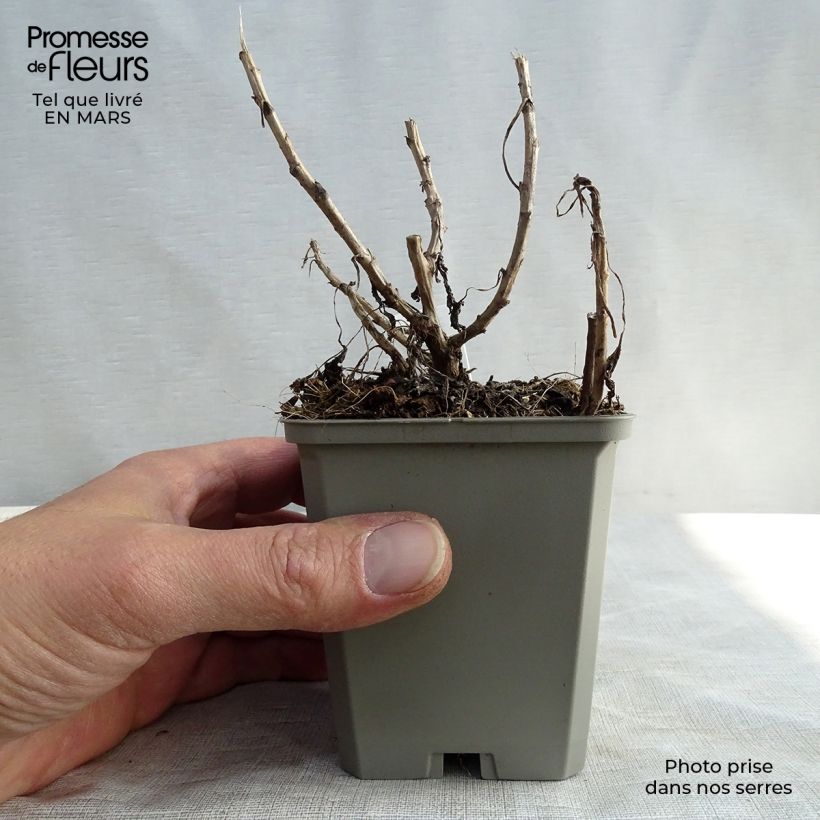 Example of Chrysanthemum rubellum Mary Stoker - Herbst-Chrysantheme Kleine Töpfe von 8/9 cm as you get in printemps