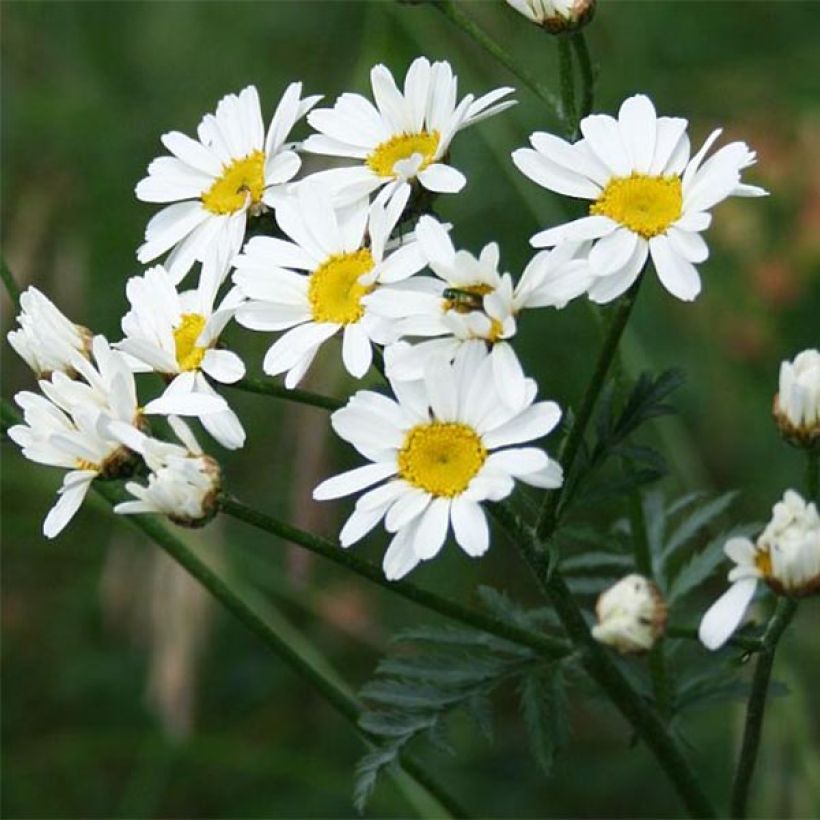 Tanacetum corymbosum - Straußmargerite (Blüte)