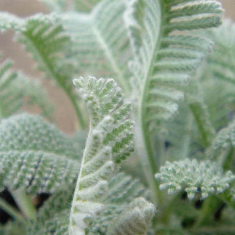 Tanacetum haradjanii - Silberblatt-Margerite (Foliage)