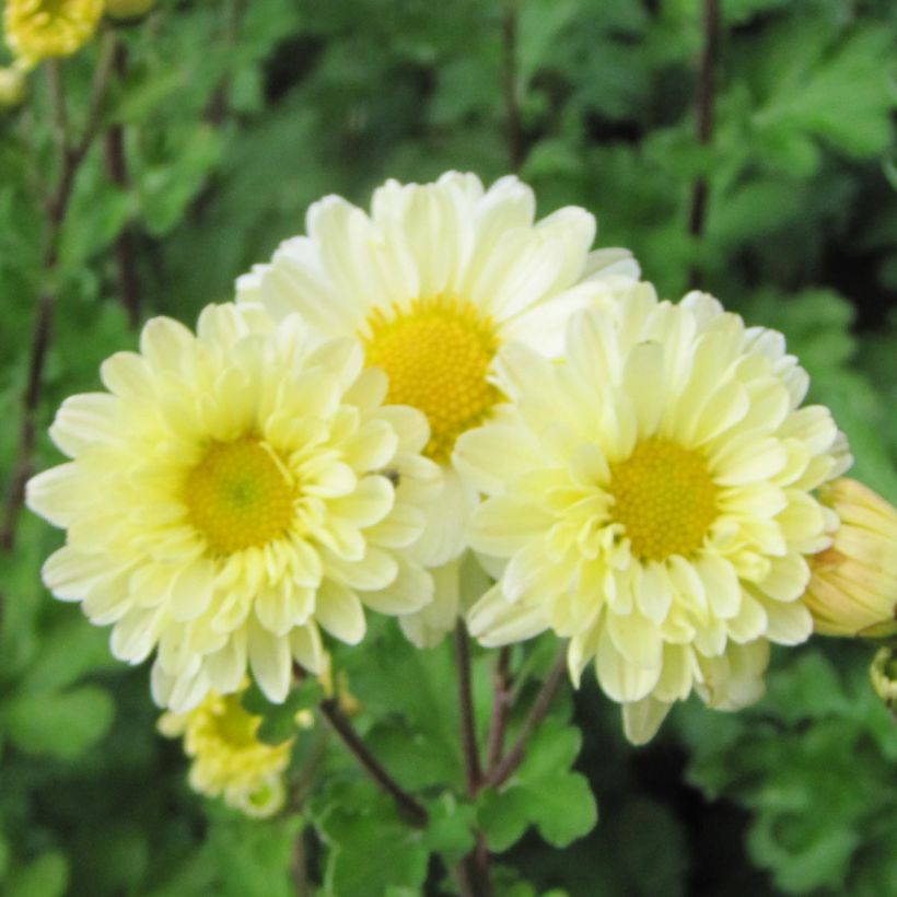 Chrysanthemum indicum Poesie - Chrysantheme (Flowering)