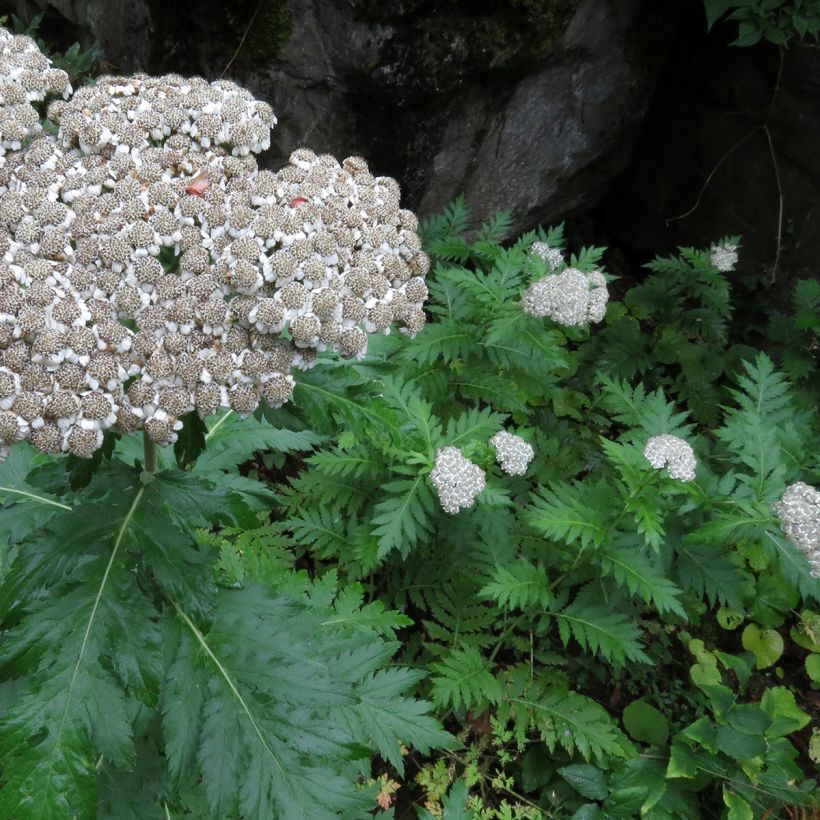 Chrysanthemum macrophyllum - Schafgarbenmargerite (Wuchs)