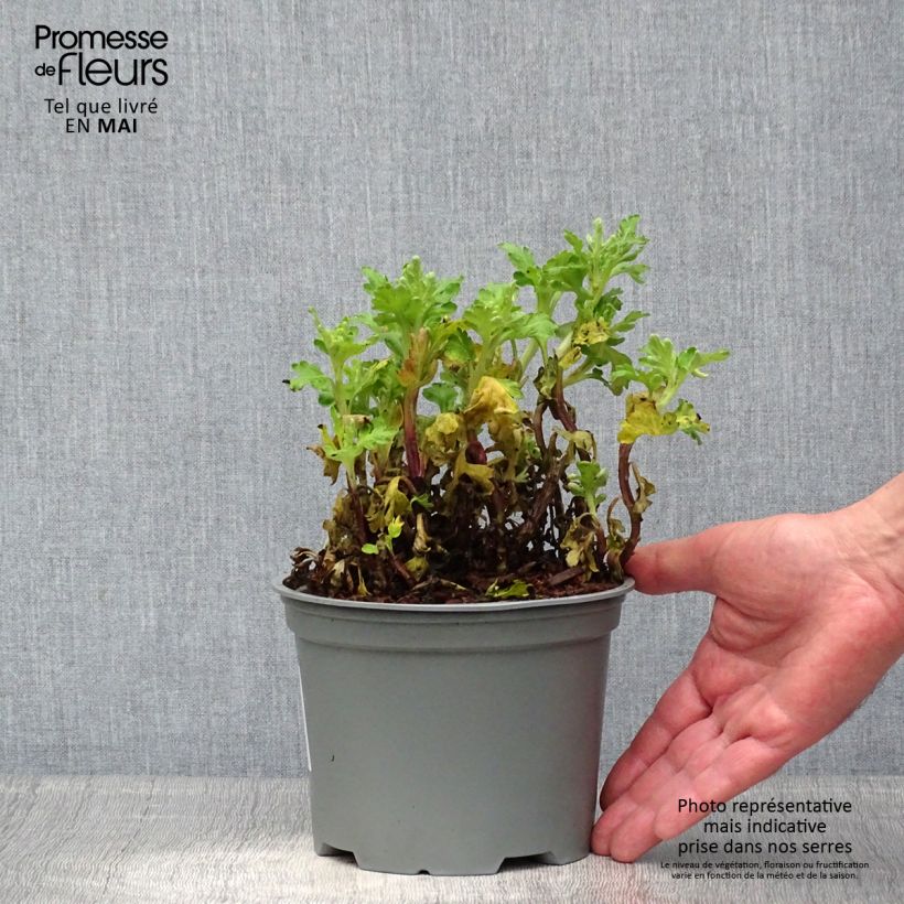 Exemplar von Chrysanthemum indicum Poesie - Chrysantheme Topf mit 2L/3L wie im Frühjahr geliefert