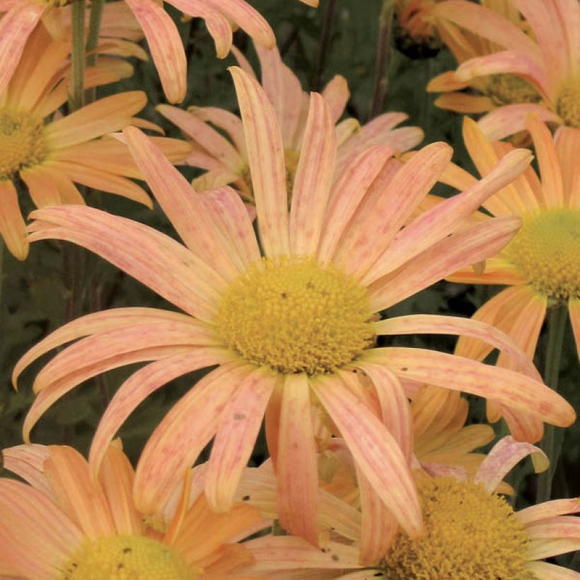 Chrysanthemum rubellum Mary Stoker - Herbst-Chrysantheme (Flowering)