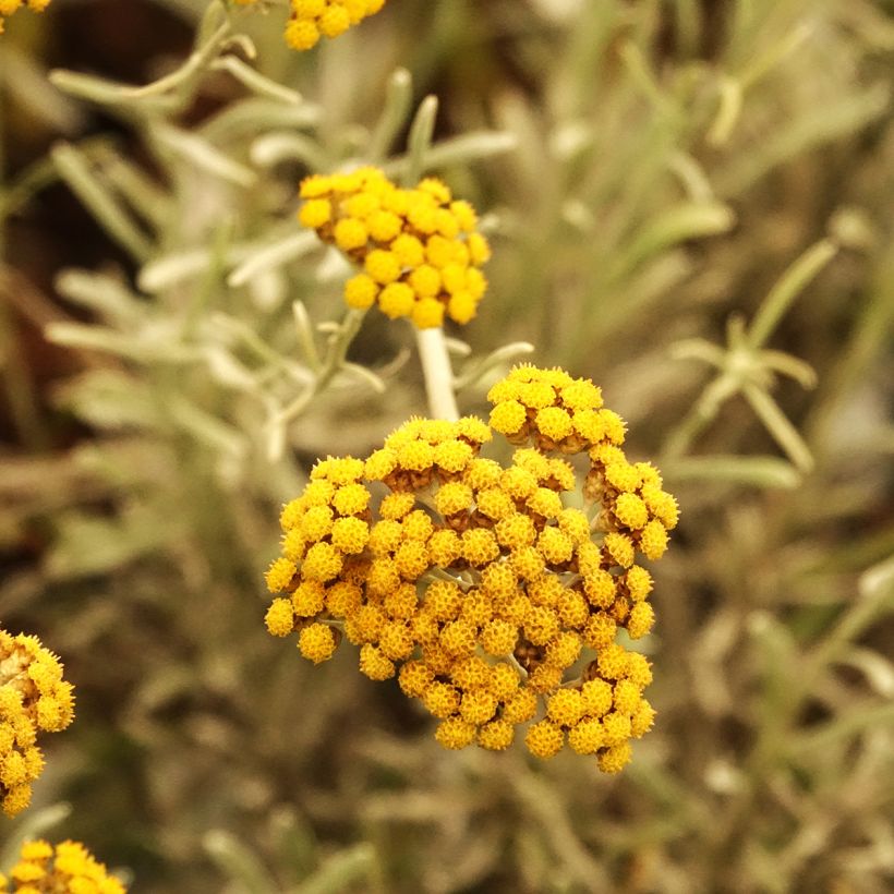 Chrysocephalum apiculatum Korma (Blüte)