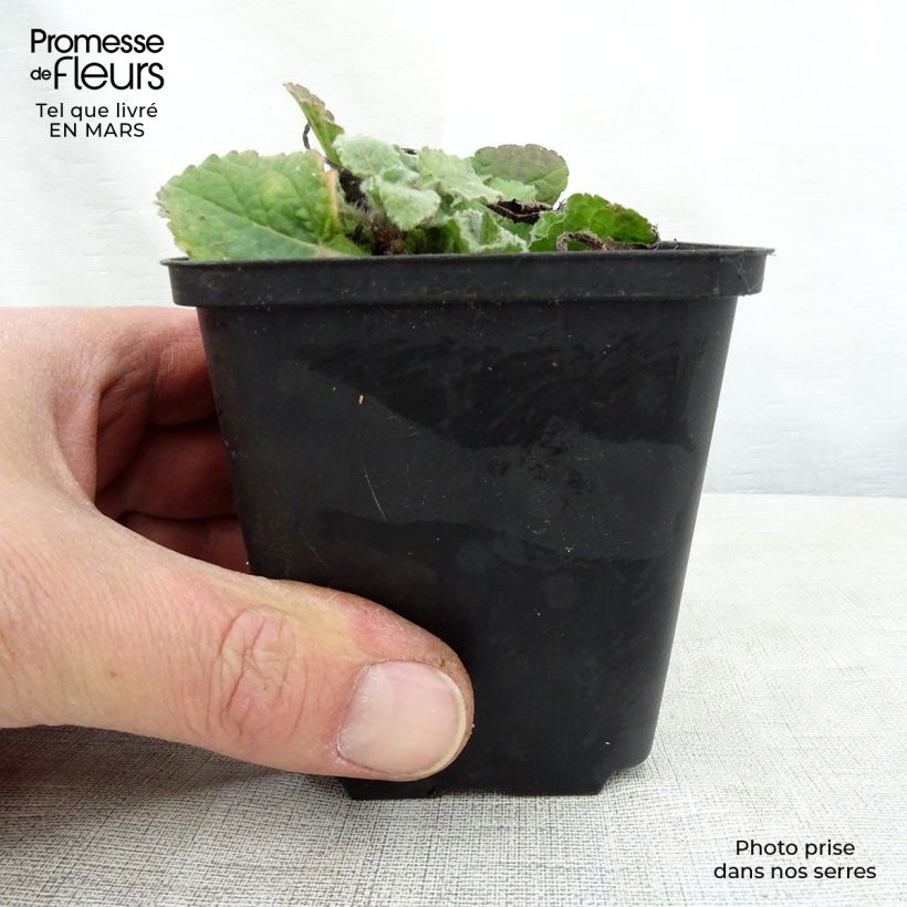 Example of Chrysogonum virginianum André Viette - Goldkörbchen Kleine Töpfe von 8/9 cm as you get in printemps