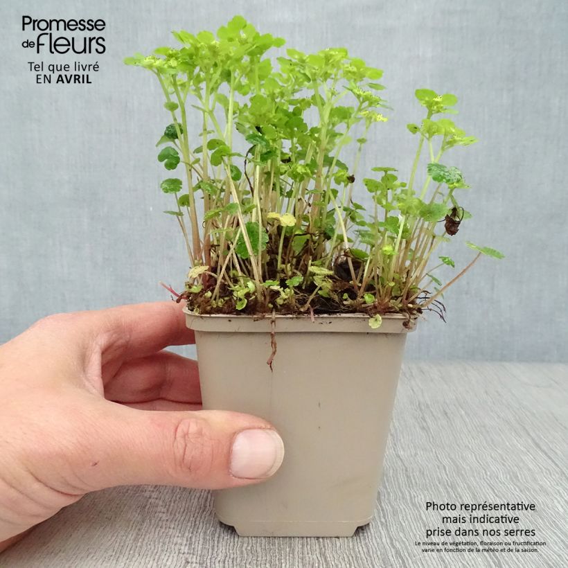 Exemplar von Chrysosplenium alternifolium - Wechselblättriges Milzkraut Kleine Töpfe von 7/8 cm wie im Frühjahr geliefert