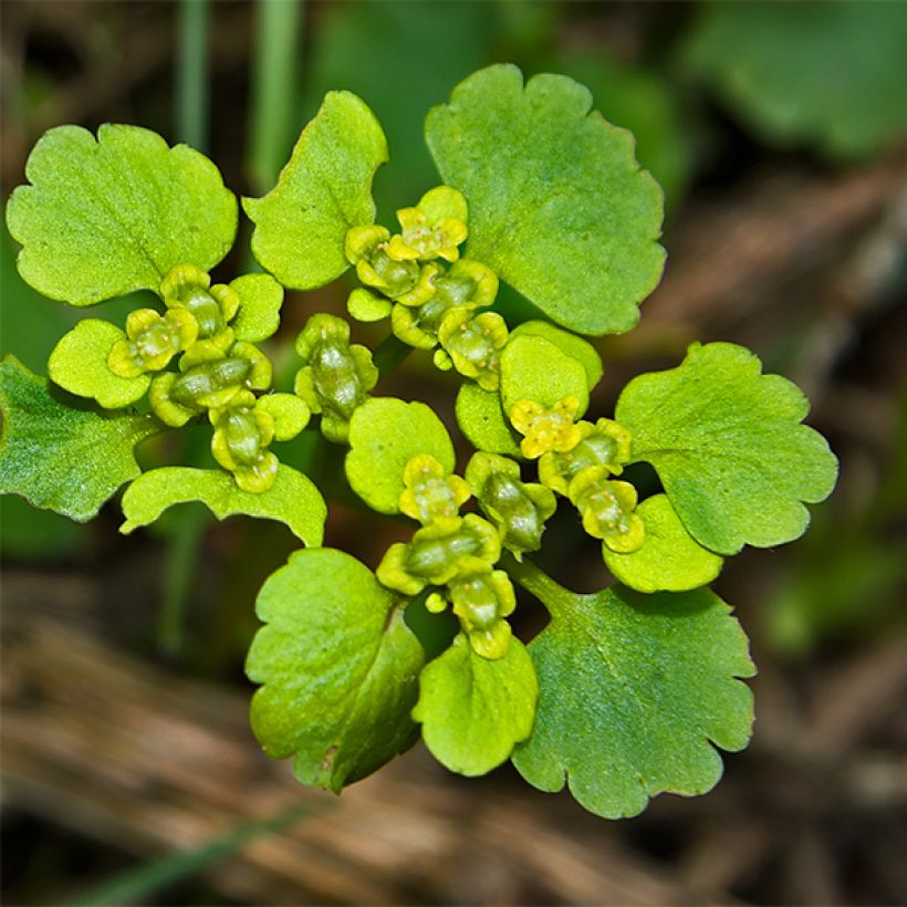 Chrysosplenium oppositifolium - Gegenblättriges Milzkraut (Flowering)