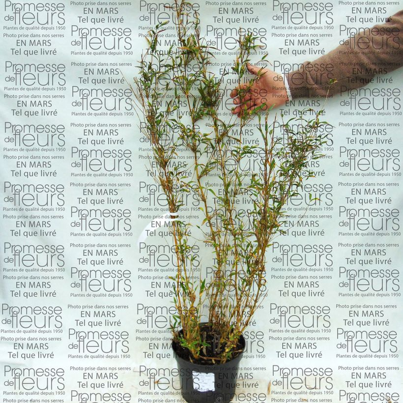 Beispiel eines Exemplars von Chusquea culeou - Bambus Topf mit 4L/5L wie geliefert