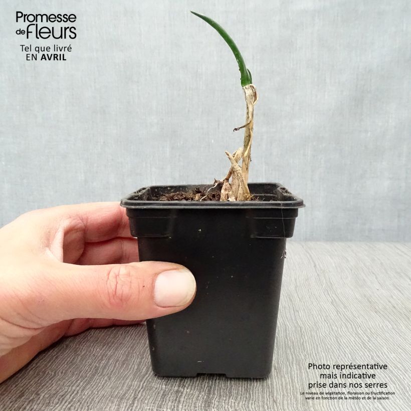 Example of Winter-Zwiebel Bio Kleine Töpfe von 7/8 cm as you get in printemps