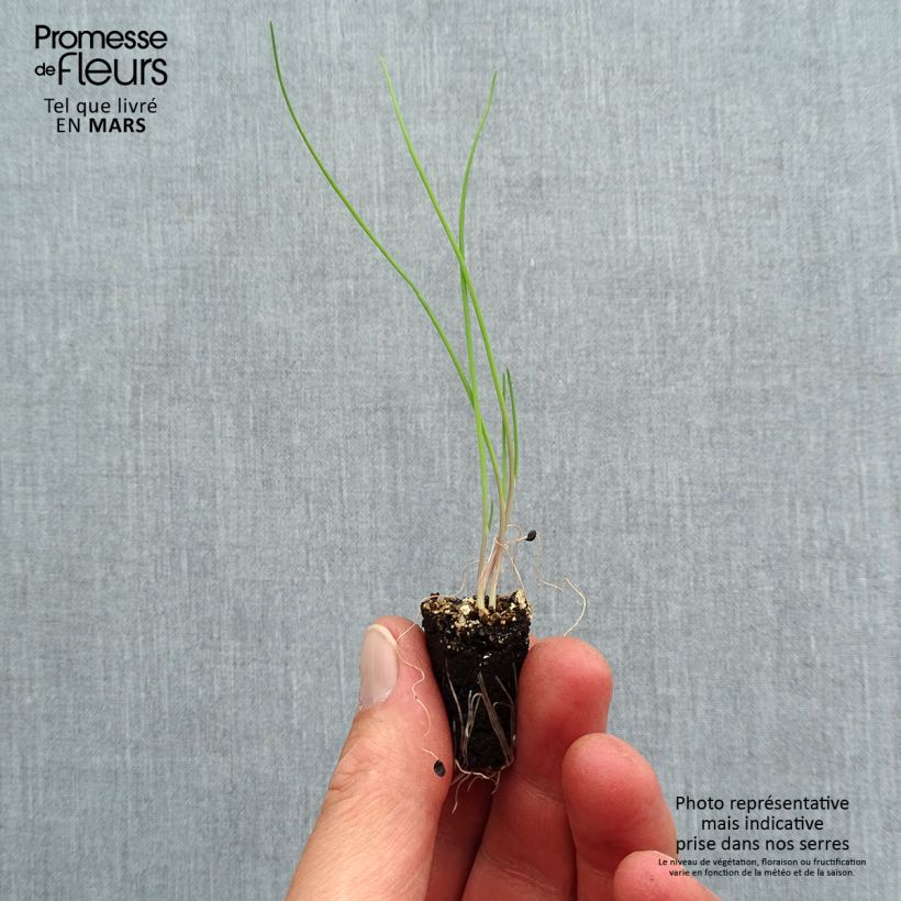 Example of Winter-Zwiebel commune rouge Mini-Plug Ø 1,5/2,5 cm as you get in printemps