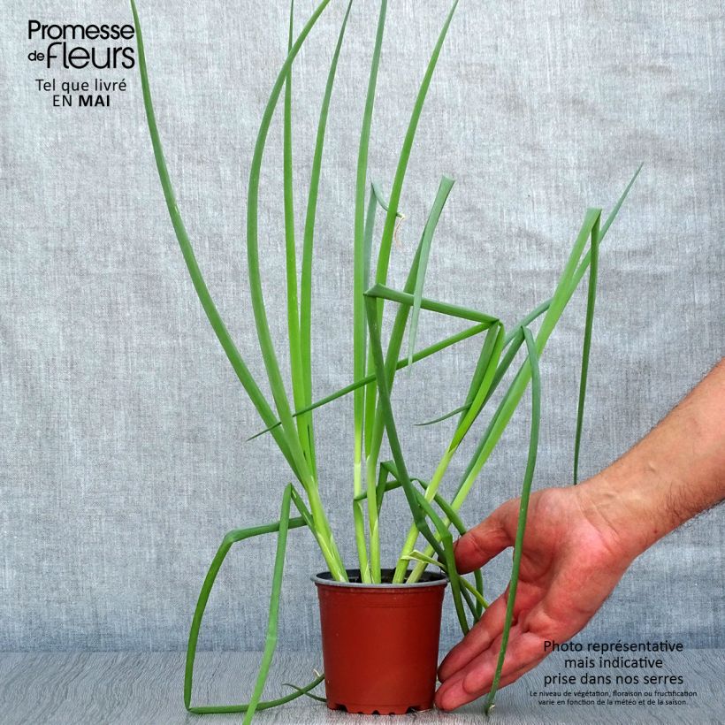 Example of Winter-Zwiebel commune rouge Topf 10 cm/11cm as you get in printemps