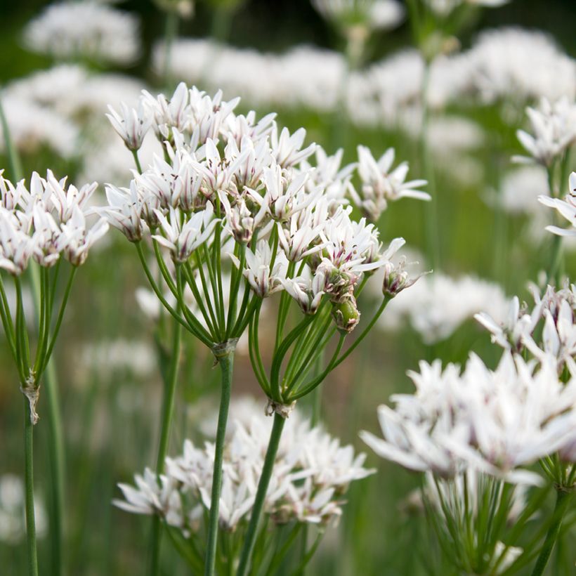Chinesischer Lauch - Allium ramosum (Blüte)