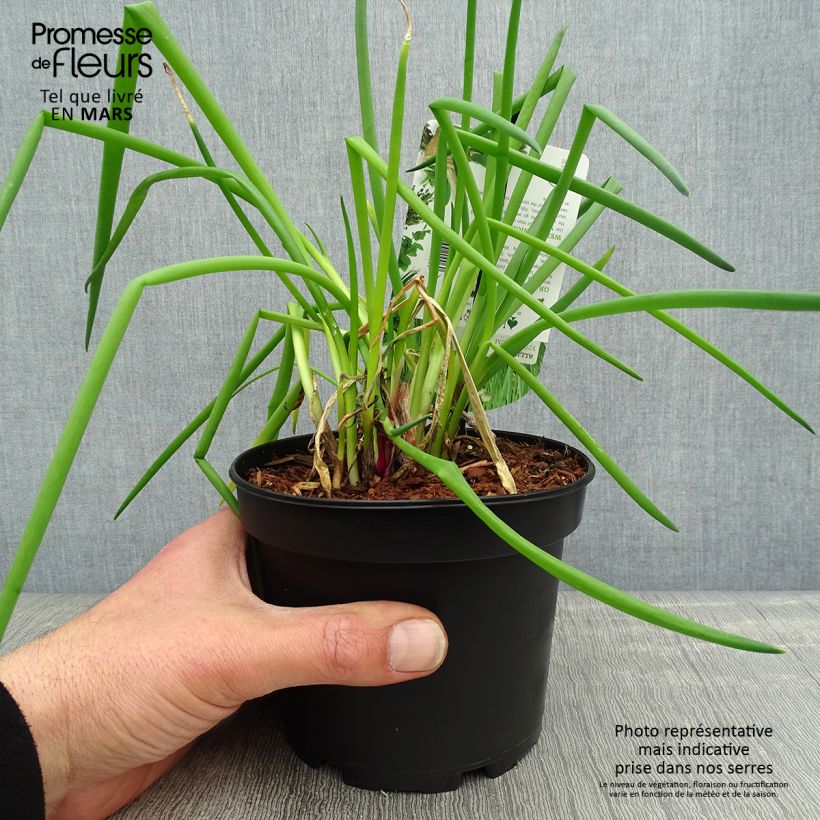 Exemplar von Winter-Zwiebel - Allium fistulosum Topf mit 1,5L/2L wie im Frühjahr geliefert