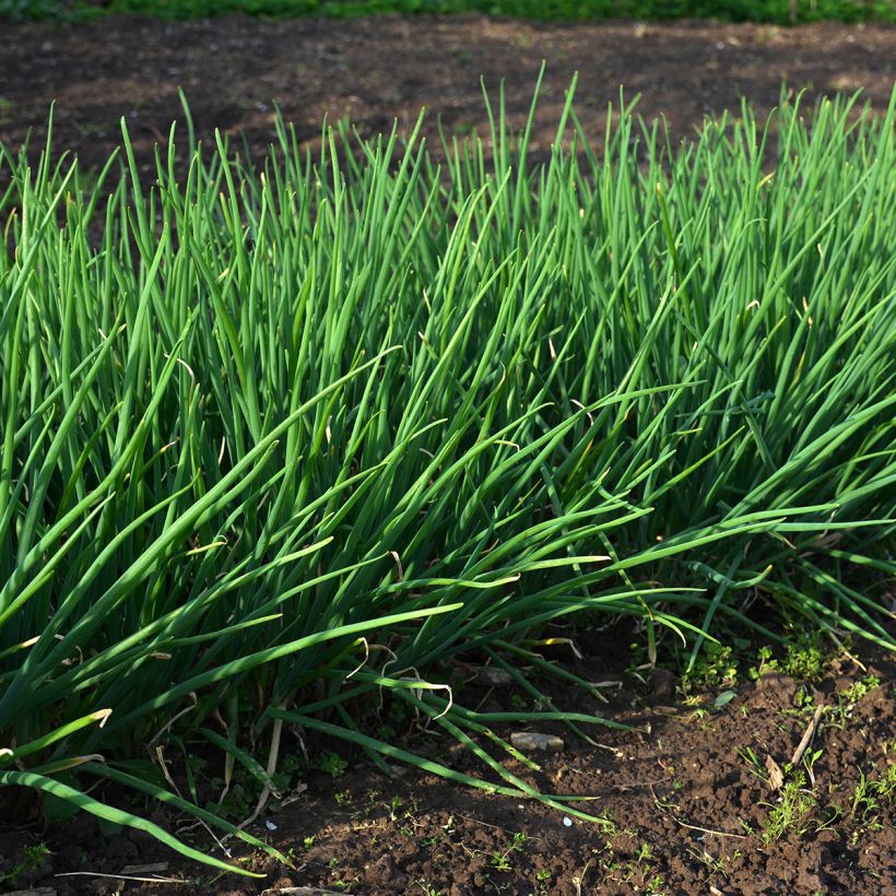 Schnittlauch Appétits (Plant habit)