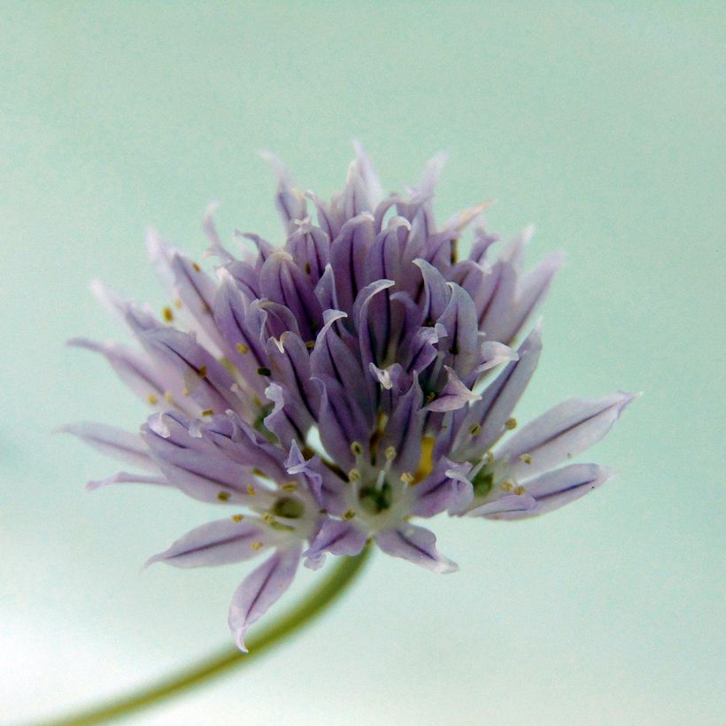 Schnittlauch - Allium schoenoprasum (Flowering)