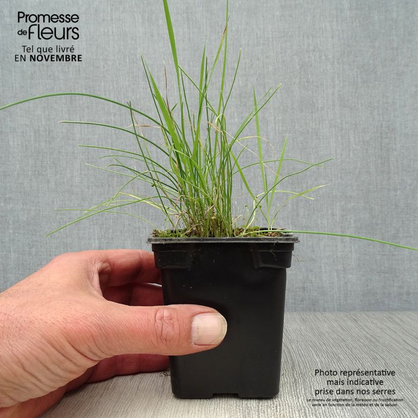 Exemplar von Schnittlauch - Allium schoenoprasum Kleine Töpfe von 8/9 cm wie im Herbst geliefert