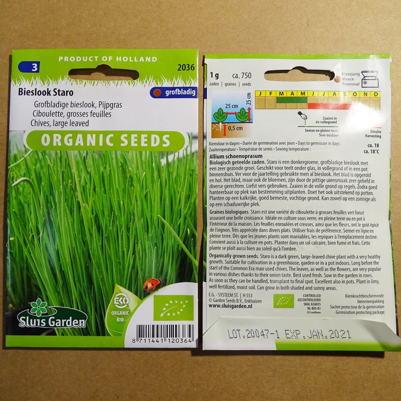 Beispiel eines Exemplars von Schnittlauch Staro Bio die Tüte mit 750 Samen ungefähr (1g) wie geliefert