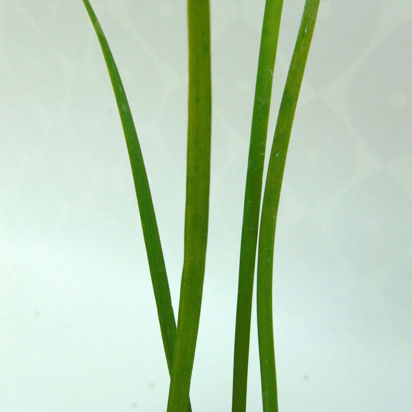 Schnittknoblauch Bio (Foliage)