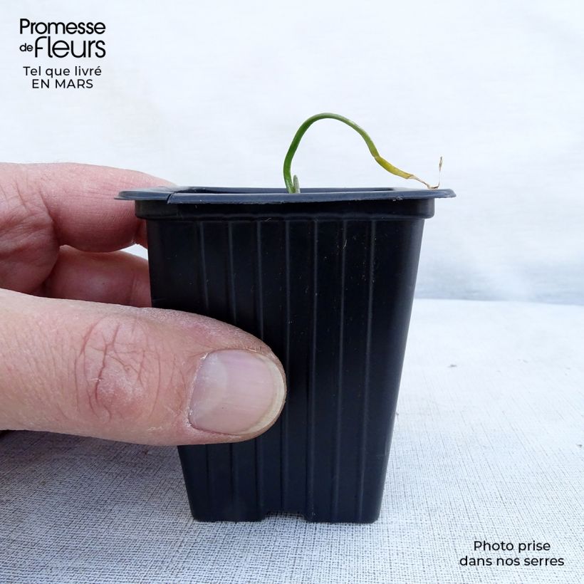 Example of Schnittknoblauch Bio Kleine Töpfe von 7/8 cm as you get in printemps