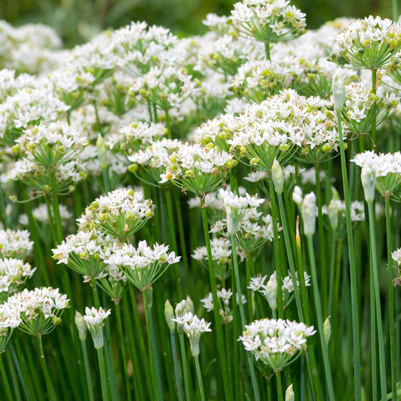 Schnittknoblauch Bio (Samen) - Allium tuberosum (Flowering)